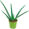 Aloe vera Höhe ca. 15 - 20 cm Topf-Ø ca. 12 cm
