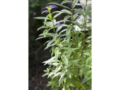 Aloysia Triphylla Zitronenverbene Ca. 9x9 cm Topf
