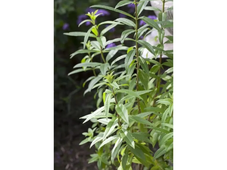 Aloysia Triphylla Zitronenverbene Ca. 9x9 cm Topf