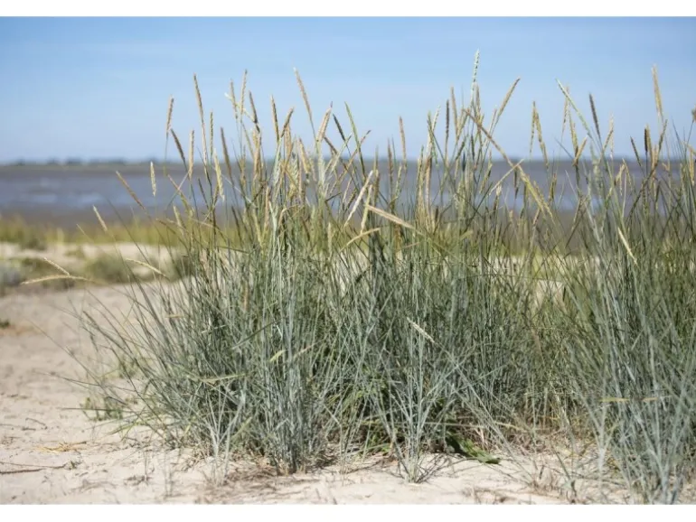 Ammophila Breviligulata Strandhafer Ca. 9x9 cm Topf