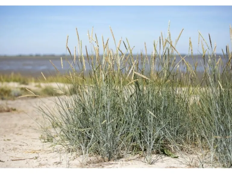 Ammophila Breviligulata Strandhafer Ca. 9x9 cm Topf