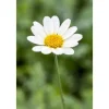 Anthemis Tinctoria Sauce Hollandaise Färberkamille Ca. 11x11 cm Topf