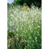 Anthericum Ramosum Ästige Graslilie Ca. 9x9 cm Topf