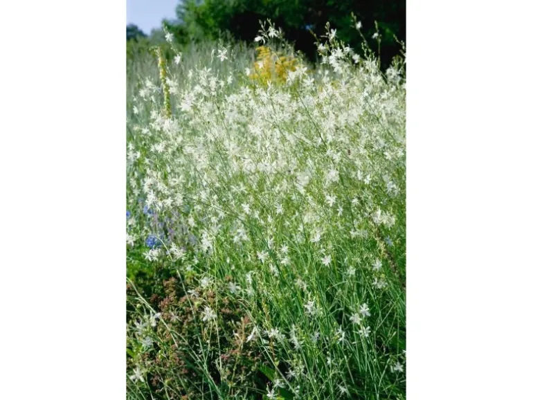 Anthericum Ramosum Ästige Graslilie Ca. 9x9 cm Topf