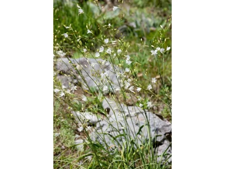 Anthericum Ramosum Ästige Graslilie Ca. 9x9 cm Topf