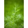 Artemisia Abrotanum Maritima Eberraute Ca. 11x11 cm Topf
