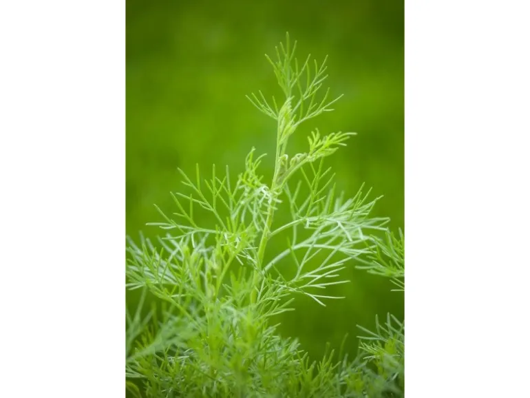 Artemisia Abrotanum Maritima Eberraute Ca. 11x11 cm Topf