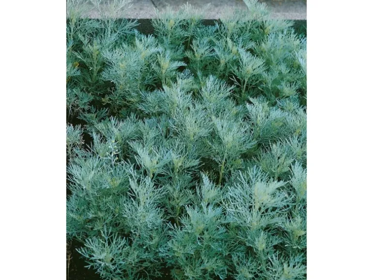 Artemisia Abrotanum Maritima Eberraute Ca. 11x11 cm Topf