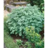 Artemisia Absinthium Wermut Ca. 9x9 cm Topf