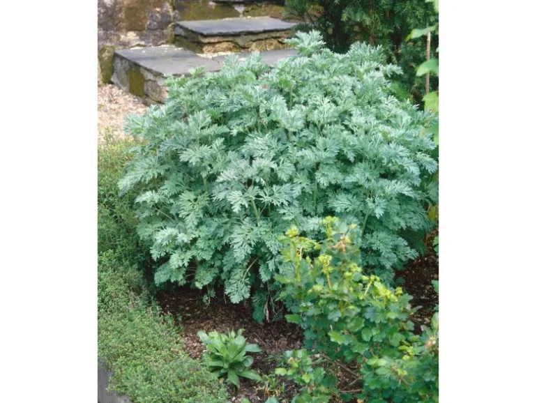 Artemisia Absinthium Wermut Ca. 9x9 cm Topf