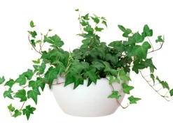 Artevasi Schale San Remo Ø 32 cm Weiß