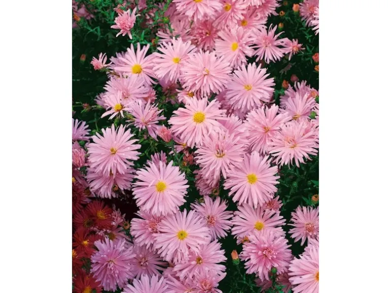 Aster Novi-belgii Rosaperle Glattblattaster Ca. 9x9 cm Topf