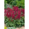 Astilbe Japonica Etna Prachtspiere Ca. 11x11 cm Topf
