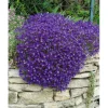 Aubrieta X Cult. Cascade Blue Blaukissen Blau Ca. 9x9 cm Topf