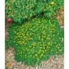 Azorella Trifurcata Nana Polsterpflanze Ca. 9x9 cm Topf