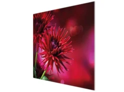 Banjado Herdabdeckplatte Glas 1 Teilig 60x52CM Schneidebrett Herdabdeckung Mit Motiv Rote Dahlien