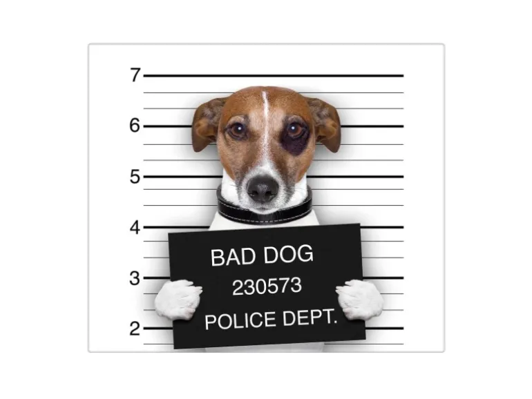 Banjado Herdabdeckplatte Glas 1 Teilig 60x52CM Schneidebrett Herdabdeckung Mit Motiv Bad Dog Jack Russel