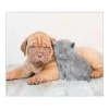 Banjado Herdabdeckplatte Glas 1 Teilig 60x52CM Schneidebrett Herdabdeckung Mit Motiv Hund Und Katze
