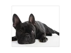 Banjado Herdabdeckplatte Glas 1 Teilig 60x52CM Schneidebrett Herdabdeckung Mit Motiv Bulldogge
