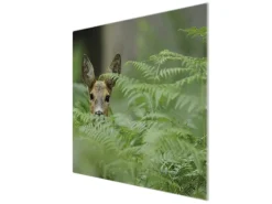 Banjado Herdabdeckplatte Glas 1 Teilig 60x52CM Schneidebrett Herdabdeckung Mit Motiv Reh