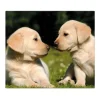 Banjado Herdabdeckplatte Glas 1 Teilig 60x52CM Schneidebrett Herdabdeckung Mit Motiv Labrador