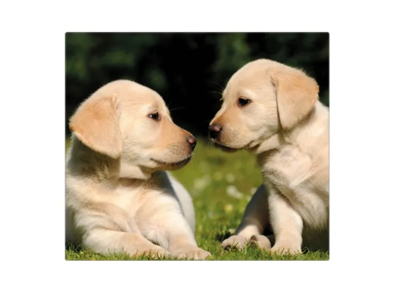 Banjado Herdabdeckplatte Glas 1 Teilig 60x52CM Schneidebrett Herdabdeckung Mit Motiv Labrador