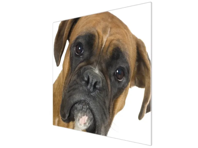 Banjado Herdabdeckplatte Glas 1 Teilig 60x52CM Schneidebrett Herdabdeckung Mit Motiv Boxer