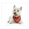Banjado Herdabdeckplatte Glas 1 Teilig 60x52CM Schneidebrett Herdabdeckung Mit Motiv Westie