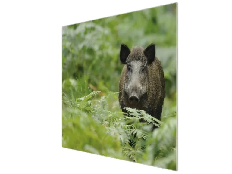 Banjado Herdabdeckplatte Glas 1 Teilig 60x52CM Schneidebrett Herdabdeckung Mit Motiv Wildschwein