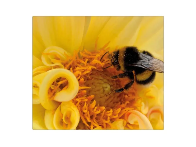 Banjado Herdabdeckplatte Glas 1 Teilig 60x52CM Schneidebrett Herdabdeckung Mit Motiv Hummel