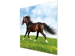 Banjado Herdabdeckplatte Glas 1 Teilig 60x52CM Schneidebrett Herdabdeckung Mit Motiv Pferd