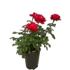 Baumfink Edelrose Grande Amore im Topf