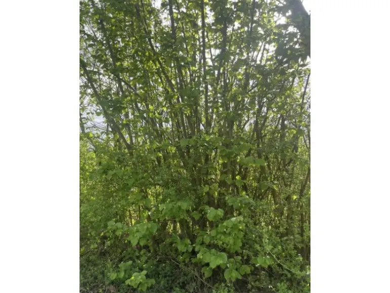 Baumfink Haselnuss als Topfpflanze 40-60cm