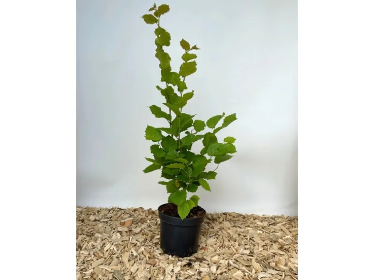 Baumfink Haselnuss als Topfpflanze 40-60cm