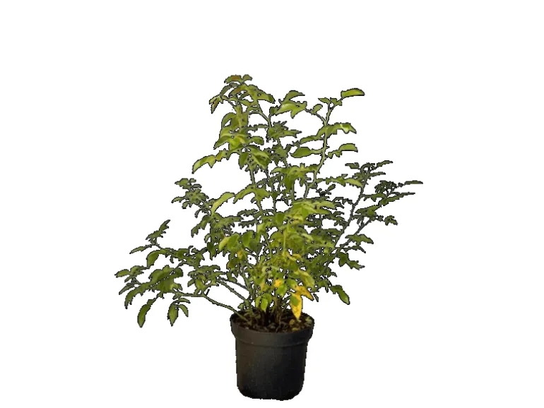 Baumfink Hundsrose als Topfpflanze 60-100cm