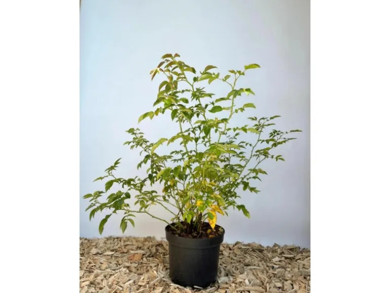 Baumfink Hundsrose als Topfpflanze 60-100cm