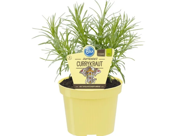 Blu Bio-Currykraut Topf-Ø ca. 12 cm Helichrysum