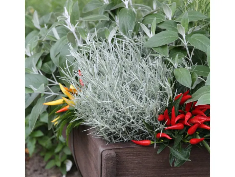Blu Bio-Currykraut Topf-Ø ca. 12 cm Helichrysum