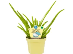 Blu Echte Aloe Vera Topf-Ø ca. 12 cm