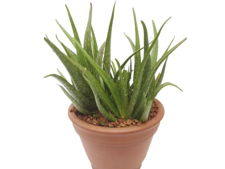 Blu Echte Aloe Vera Topf-Ø ca. 12 cm