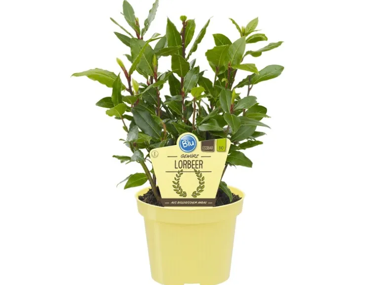 Blu Lorbeerbaum Topf-Ø ca. 12 cm