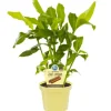 Blu Zimtpflanze Topf-Ø ca. 12 cm
