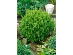 Buxus sempervirens 'Suffruticosa' ca. 13 cm Topf