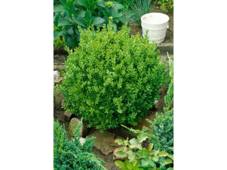 Buxus sempervirens 'Suffruticosa' ca. 13 cm Topf