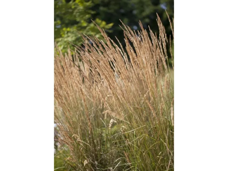 Calamagrostis X Acutiflora Avalanche Ziergras Ca. 9X9 cm Topf