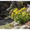 Caltha Palustris Sumpfdotterblume Ca. 9x9 cm Topf
