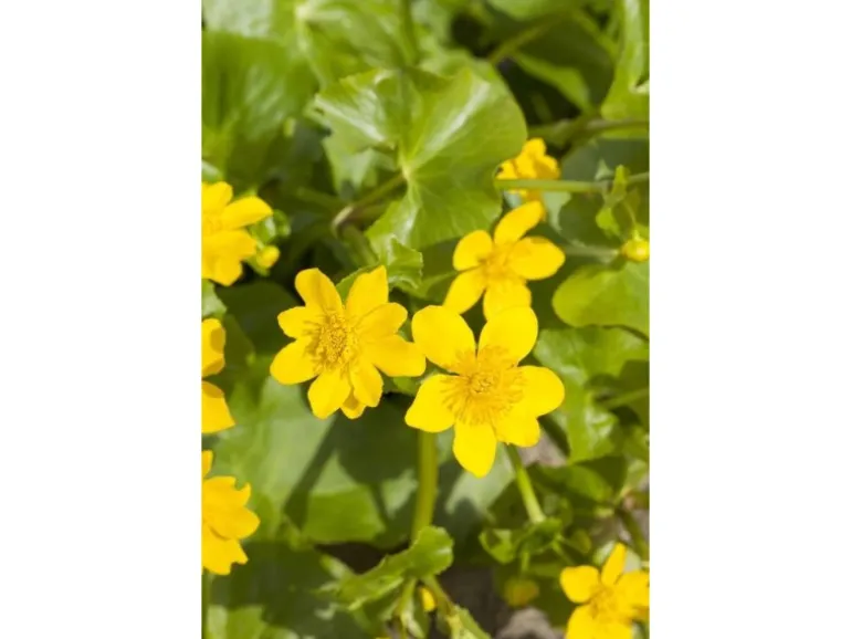 Caltha Palustris Sumpfdotterblume Ca. 9x9 cm Topf