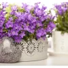 Campanula Portenschlagiana Polsterglockenblume Violett Ca. 9x9 cm Topf