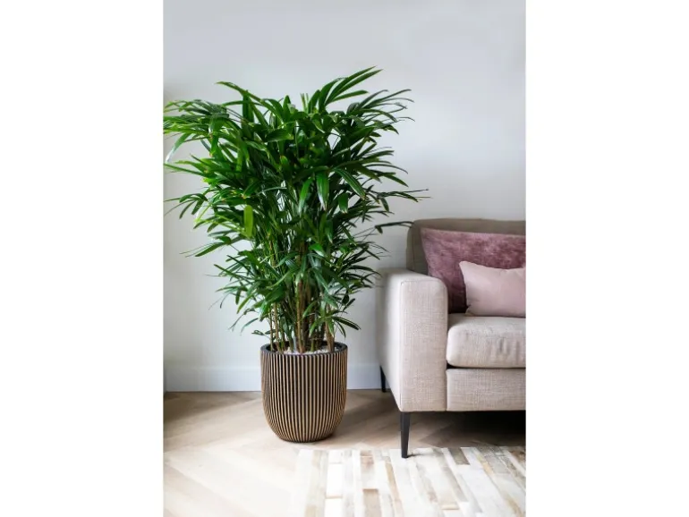 Capi Pflanztopf Kugel Groove Ø 43 cm x 41 cm Gold-Schwarz