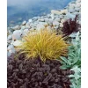 Carex Sylvatica Wald-Segge Ca. 9x9 cm Topf
